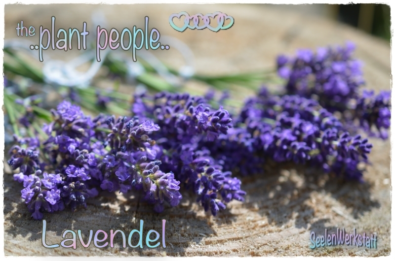 *Lavendel*